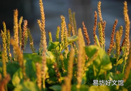 车前草能治前列腺炎吗 车前草治前列腺炎多久见效