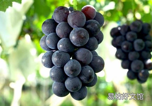 吃完消炎药能吃葡萄吗 吃完消炎药可以吃水果吗