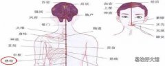 悬枢疼痛为什么 悬枢的准确位置图片
