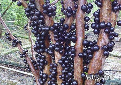 树葡萄核可以吃吗 优质树葡萄怎么挑选