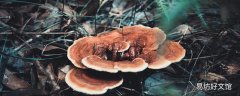 男人喝灵芝泡水有什么好处 灵芝一个星期吃几次好