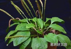 车前草能治高血压吗 高血压可以吃车前草吗