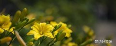 黄花菜的心为什么要抽出来 黄花菜的心没有去掉可以吃吗