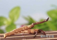 冬虫夏草煮水要怎么煮 冬虫夏草煮水喝的好处