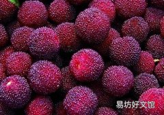 吃杨梅会流产吗 怀孕能吃杨梅吗