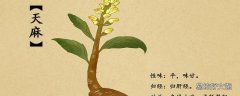新鲜天麻煲汤要焯水吗 新鲜天麻没焯水吃了会中毒吗