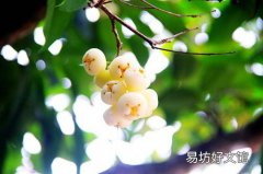 蒲桃干的功效与作用 蒲桃干煮水安胎原理