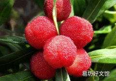 吃杨梅要吐核吗 不小心吃了杨梅核怎么办