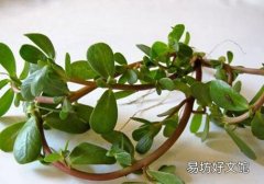 马齿苋孕妇可以外用吗 马齿苋孕妇外用怎么用