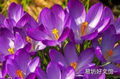 藏红花蒸蛋能治不孕吗 藏红花蒸鸡蛋的禁忌