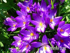 藏红花可以用冷水泡吗 藏红花用多少度水泡合适