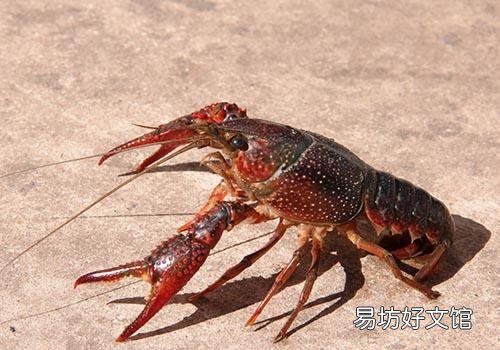 小龙虾要不要焯水 小龙虾焯水怎么做好吃