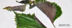 紫苏能治咳嗽吗 紫苏怎么吃治咳嗽