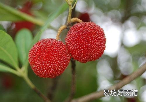 杨梅什么时候成熟 成熟的季节是几月
