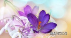 藏红花降血糖吗 藏红花降血糖效果好吗