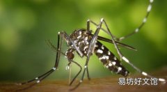 孕妇可以闻花露水味道吗 宝宝可以闻花露水吗