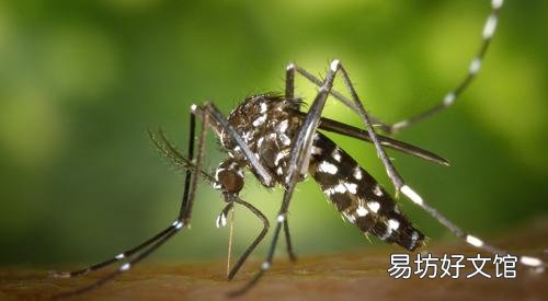 孕妇可以闻花露水味道吗 宝宝可以闻花露水吗