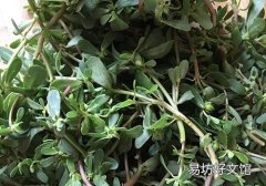 马齿苋吃了会不会流产 孕妇禁食马齿苋！