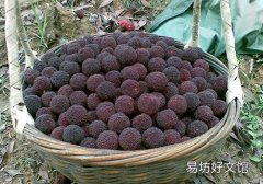 杨梅可以放冰箱吗 杨梅冷冻可以保存多久