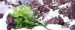 冰山雪莲的功效与作用 冰山雪莲的食用方式和注意事项