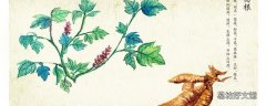 葛根粉没有冲成糊状可以吃吗 女人吃葛根粉能减肥吗