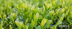 乌龙茶喝了会不会睡不着 乌龙茶可以做奶茶喝吗