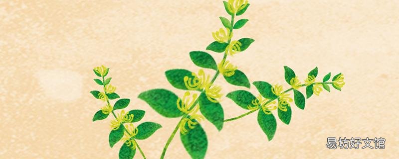 车前草和金钱草泡水喝有什么效果 金钱草还是车前草排石效果好
