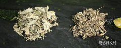 艾叶煮水可以洗头发吗 用艾叶水洗头能生发吗