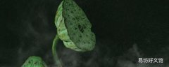 哪些人不能喝莲子心茶 莲子的副作用