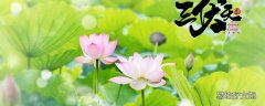 三伏天13点趴在地上晒背好吗 三伏天晒背真的管用吗