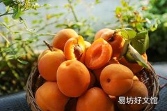 为啥生病要吃黄桃罐头 生病可以吃黄桃罐头吗