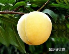 黄桃可以冷冻保存吗 鲜黄桃如何冷冻保存
