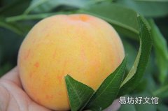 来姨妈可以吃黄桃吗 姨妈期间吃黄桃好吗