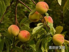 黄桃是酸性还是碱性的 黄桃是发物吗