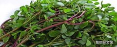 马齿菜哪三种人不能吃 马齿菜与什么相克