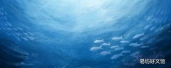 深海魚油早上吃還是晚上吃 深海魚油可以單獨吃嗎
