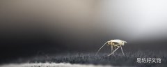 被蚊子咬了怎么把毒水?dāng)D出來(lái) 蚊子咬的包破了流黃水怎么辦