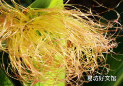 痛風能喝玉米須水嗎 痛風可以天天喝玉米須水嗎