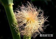 玉米須如何降血糖 民間降血糖偏方大全