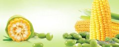 一个玉米热量多少卡路里 减肥能吃玉米吗