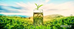 綠茶可以做奶茶嗎 綠茶可以和什么搭配泡喝好