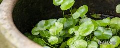 金錢草泡水經(jīng)期可以喝嗎 金錢草泡水喝一般喝多少天