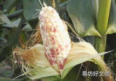 喝了玉米須泡水后尿頻 為什么喝玉米須水后會尿頻