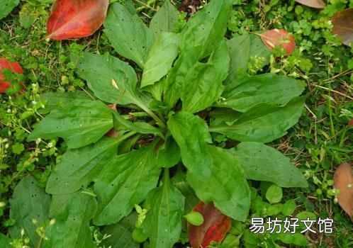 車前草與玉米須作用 去水利尿、明目、美容養顏的作用