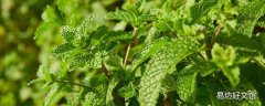 薄荷叶泡水放多少合适 干薄荷和鲜薄荷叶哪个泡水好