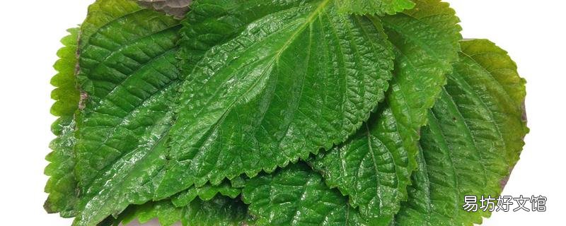 紫蘇和薄荷有什么區別 薄荷能和紫蘇一起吃嗎