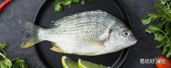 龍利魚和巴沙魚哪個好吃 龍利魚和巴沙魚的區(qū)別
