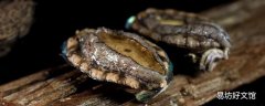 鮑魚死了還可以吃嗎 鮑魚怎么燉湯比較好喝