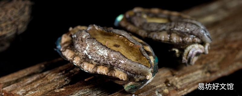 鮑魚死了還可以吃嗎 鮑魚怎么燉湯比較好喝
