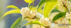 自己摘的新鮮桂花可以泡茶嗎 新鮮桂花怎么處理才能泡茶